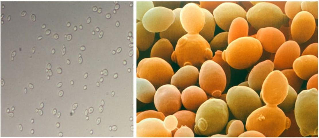 (Chính hãng) Nước Hoa Hồng Lên Men The Ordinary Saccharomyces Ferment