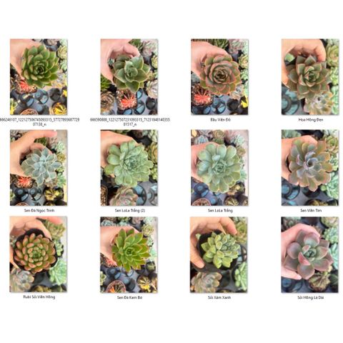 Combo 3 Sen Đá Bầu size 6-8cm (giao Ngẫu nhiên)