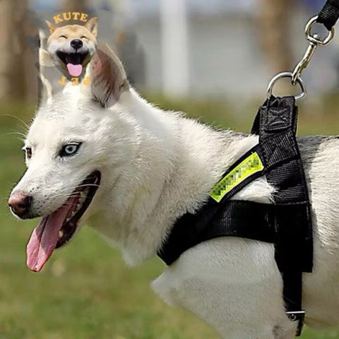 Dây dắt chó Police đủ size