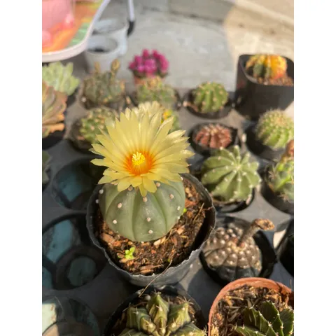 Xương Rồng kiểng 6-8cm có hoa và chưa hoa