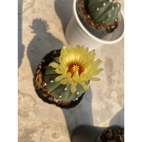 Xương Rồng kiểng 6-8cm có hoa và chưa hoa