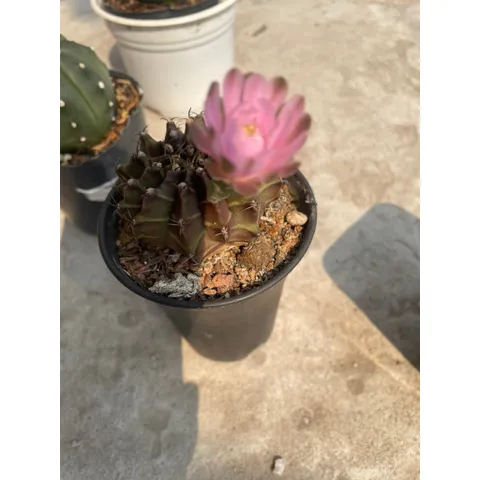 Xương Rồng kiểng 6-8cm có hoa và chưa hoa