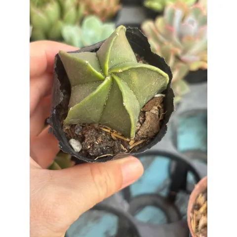 Xương Rồng kiểng 6-8cm có hoa và chưa hoa