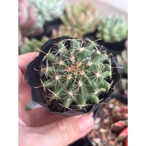 Xương Rồng kiểng 6-8cm có hoa và chưa hoa