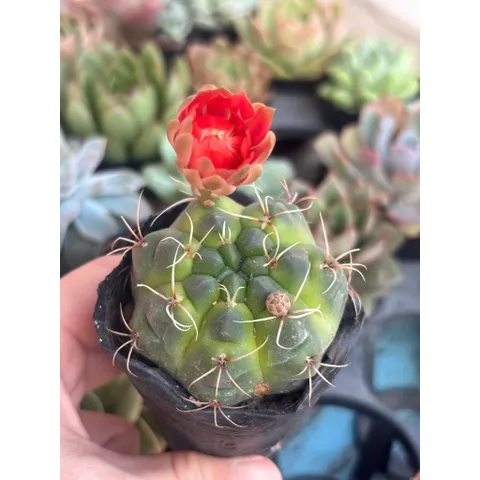 Xương Rồng kiểng 6-8cm có hoa và chưa hoa