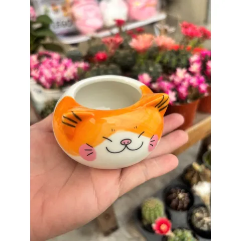 Chậu sen đá hình mèo size 8cm