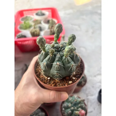 Xương rồng Thần Long size 6cm nụ hoa