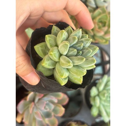 [Bán Sỉ] 01 Cây Sen đá 6-8cm đủ mẫu, đủ màu