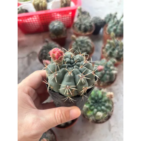 Xương rồng Thần Long size 6cm nụ hoa