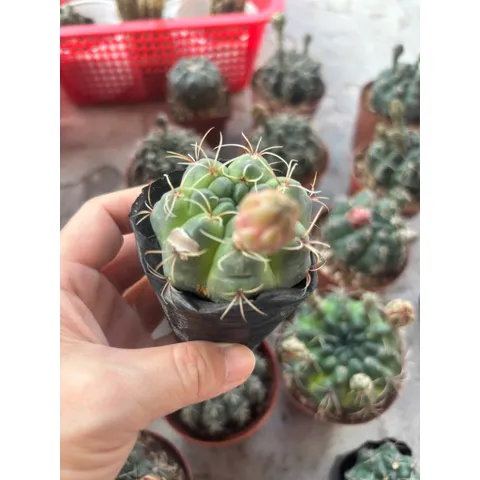 Xương rồng Thần Long size 6cm nụ hoa