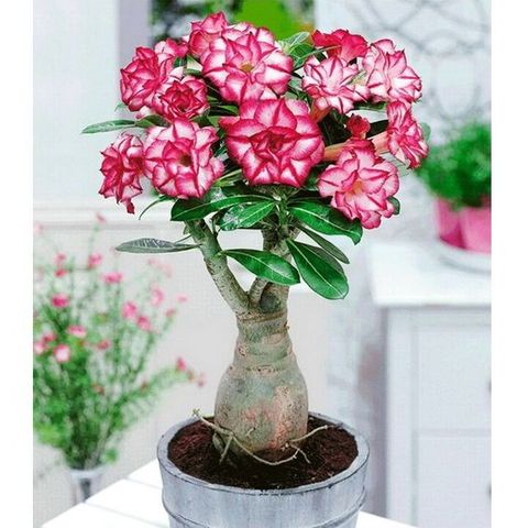 Hạt giống hoa sứ kép Thái Lan - Bịch 10 hạt - Mã số 1026 725558