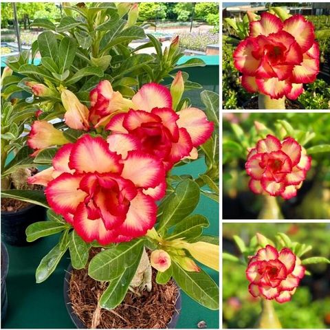 Hạt giống hoa sứ Thái Lan ghép hoa vàng viền cánh đỏ Thiên Vương - Bịch 10 hạt – Mã số 1237 725568