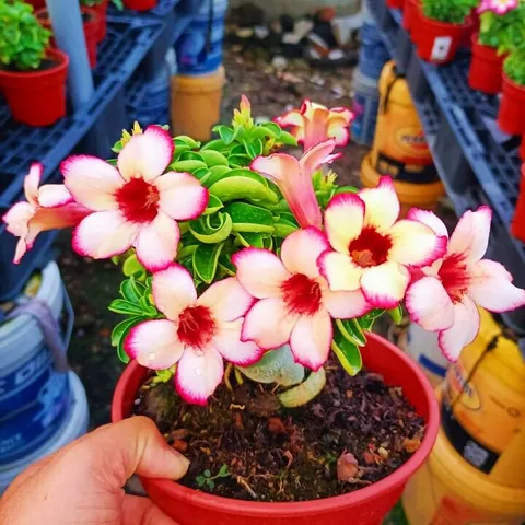 Hạt giống hoa sứ Thái Lan màu trắng viền hồng cánh hoa to - Bịch 10 hạt – Mã số 1247 725572