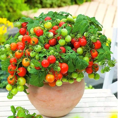 Hạt giống cây cà chua mini siêu trái - Hạt giống cây cà chua cảnh cho trái quanh năm - Bịch 10 hạt - Mã số 1250