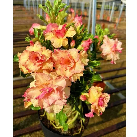Hạt giống hoa sứ Taiwan ghép cánh to thiên nga vàng hồng - Bịch 10 hạt – Mã số 1260 725577
