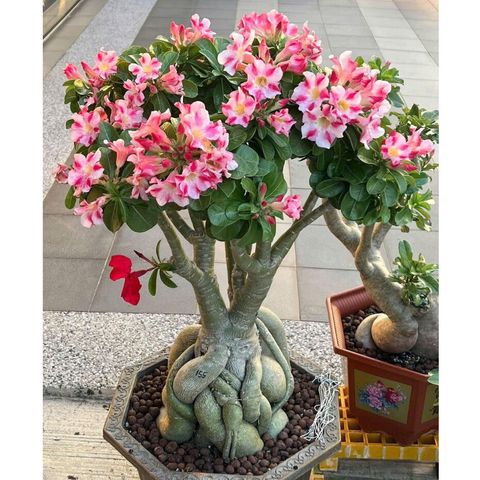 Hạt giống hoa sứ kép Thái Lan màu trắng hồng Kỳ Duyên - Bịch 10 hạt - Mã số 2059