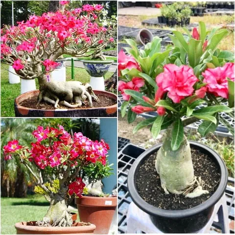 Hạt giống hoa sứ Thái Lan mix màu hồng trắng - Bịch 10 hạt – Mã số 1267 725584