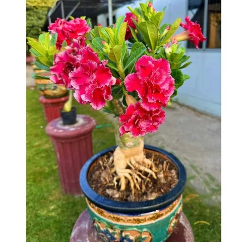 Hạt giống hoa sứ ghép Thái Lan cánh tiên đỏ cánh to - Bịch 10 hạt – Mã số 1272 725585