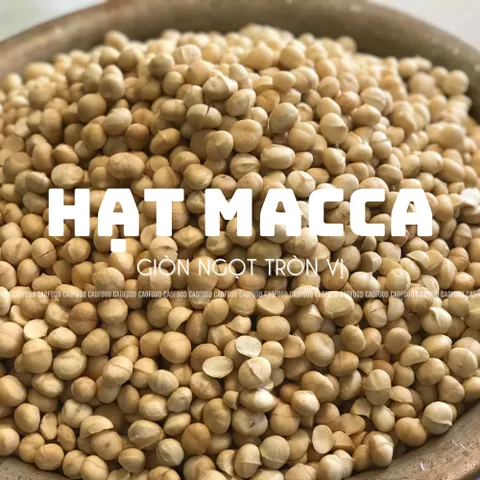Hạt Macca Size Trung 500g CAOFOOD - Hạt Nguyên Vỏ Ngon, Béo Bùi - Thực Phẩm Lành Mạnh Cho Gia Đình, Không Đường, Không Chất Bảo Quản