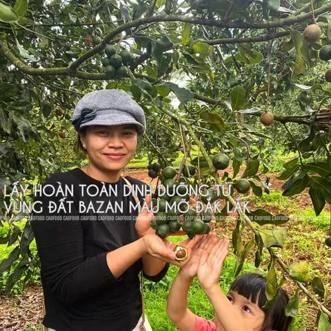 Hạt Macca Size Trung 500g CAOFOOD - Hạt Nguyên Vỏ Ngon, Béo Bùi - Thực Phẩm Lành Mạnh Cho Gia Đình, Không Đường, Không Chất Bảo Quản