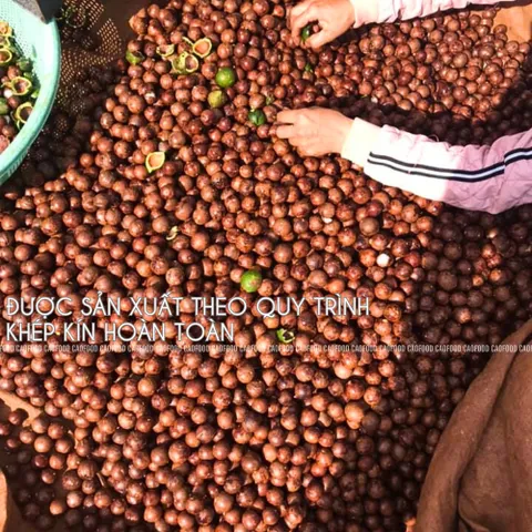 Hạt Macca Size Trung 500g CAOFOOD - Hạt Nguyên Vỏ Ngon, Béo Bùi - Thực Phẩm Lành Mạnh Cho Gia Đình, Không Đường, Không Chất Bảo Quản