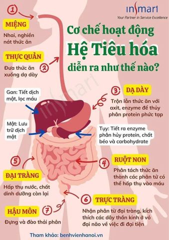 Phẳng Bụng 7 ngày detox ruột Extra Ventre Plat hàng pháp