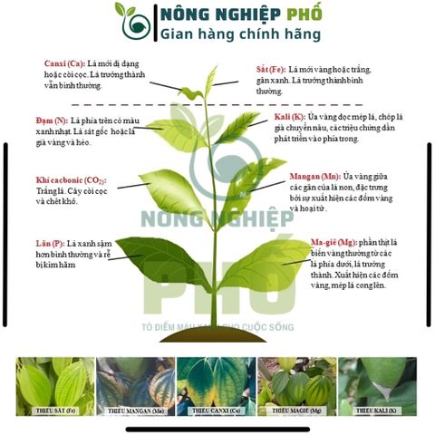 [GÓI LỚN]Phân Bón Siêu Vi Lương KOMBI Multiagro 10gr- Bổ Sung Các Vi Lượng Thiết Yếu Cho Cây Còi Cọc, Vàng Lá, Xoăn Ngọn 739289