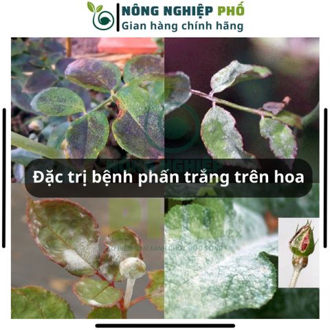 Thuốc Phòng, Trừ Nấm Bệnh Cao Cấp SIÊU VI KHUẨN Multiagro - Đặc Trị Sương Mai, Thán Thư, Thối Nhũn Trên Cây Kiểng, Hoa 739298