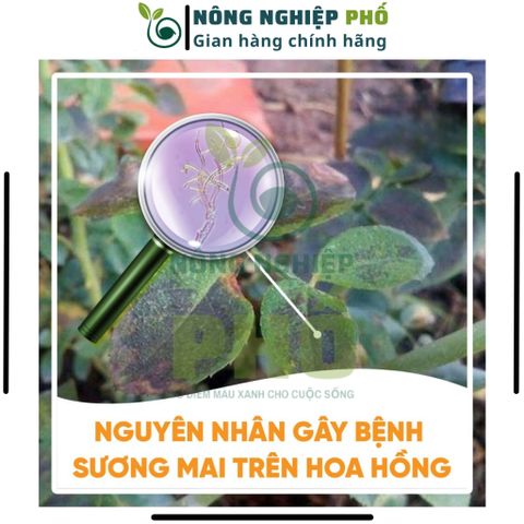 Thuốc Phòng, Trừ Nấm Bệnh Cao Cấp SIÊU VI KHUẨN Multiagro - Đặc Trị Sương Mai, Thán Thư, Thối Nhũn Trên Cây Kiểng, Hoa 739298