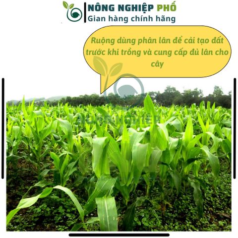 [KHUYỄN MÃI] Phân Supe Lân Lâm Thao Giúp Cây Phát Triển Bộ Rễ, Hình Thành Mầm Hoa, Đẻ Nhánh, Xanh, Dày Lá- Túi 1Kg 739304