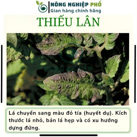 [KHUYỄN MÃI] Phân Supe Lân Lâm Thao Giúp Cây Phát Triển Bộ Rễ, Hình Thành Mầm Hoa, Đẻ Nhánh, Xanh, Dày Lá- Túi 1Kg 739304