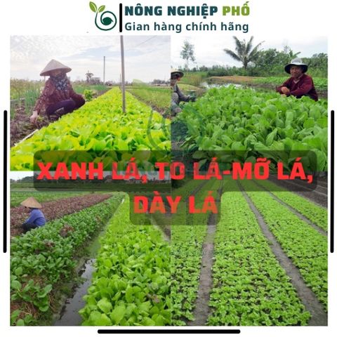Phân Vi Lượng Gói Lớn 60g Kích Bật Chồi Ra Hoa Đồng Loạt, Đẻ Nhánh Khỏe, Tăng đậu trái, Giảm Rụng Trái, Mập Thân, To Quả 739319