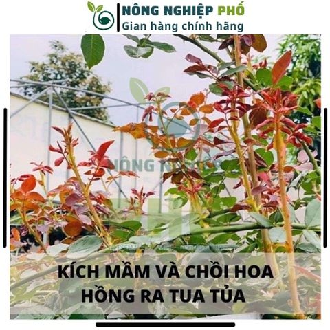Phân Vi Lượng Gói Lớn 60g Kích Bật Chồi Ra Hoa Đồng Loạt, Đẻ Nhánh Khỏe, Tăng đậu trái, Giảm Rụng Trái, Mập Thân, To Quả 739319