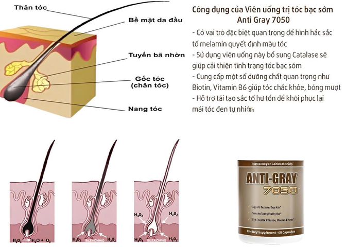 Viên Uống Giảm Tóc Bạc Sớm AntiGray Hair 7050 - Hỗ Trợ Tóc Khỏe Mạnh, Bóng Mượt, Xuất Xứ Mỹ, Dành Cho Nam Nữ