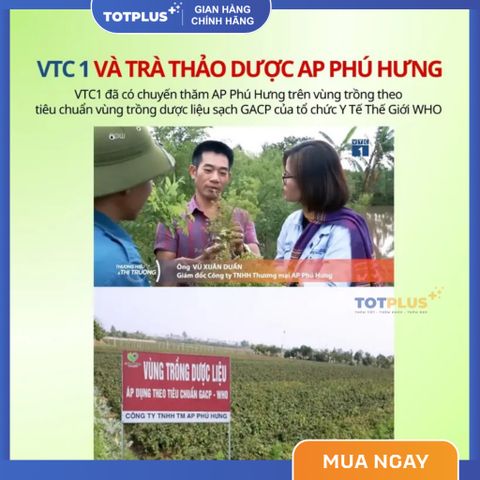 Trà Cà Gai Leo  – Trà Thảo Dược Mát Gan, Giải Độc Gan, Bảo Vệ Gan Tự Nhiên Chuẩn GACP-WHO