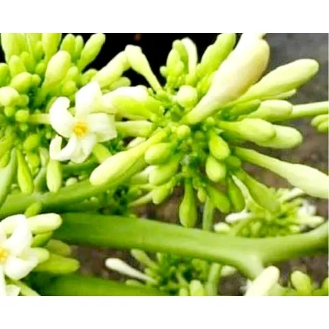 Hoa đủ đủ đực tươi 1kg.Khách đặt mới hái