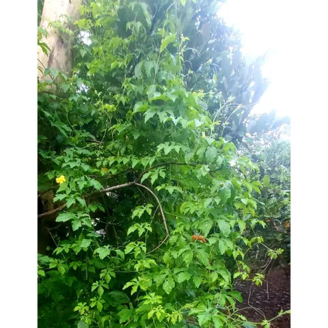 Khổ Qua Rừng Tươi ( Dây Tươi) 1kg