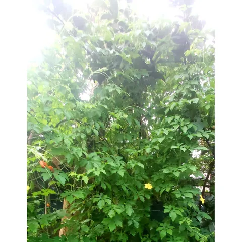 Khổ Qua Rừng Tươi ( Dây Tươi) 1kg