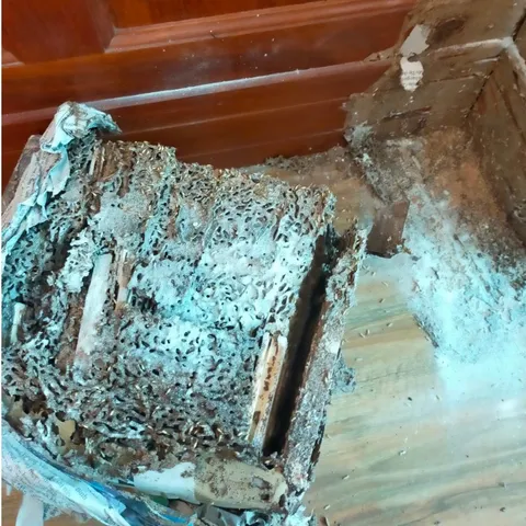 Combo diệt mối tận gốc tự làm gồm 1 chai PMC90DP chính hãng và 2 hộp nhử mối