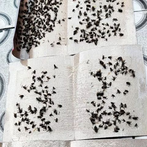 10 miếng keo dính ruồi NAM KIỆT, kích thích ruồi nhặng bu vào, chuyên dùng cho nhà hàng, nhà ở...