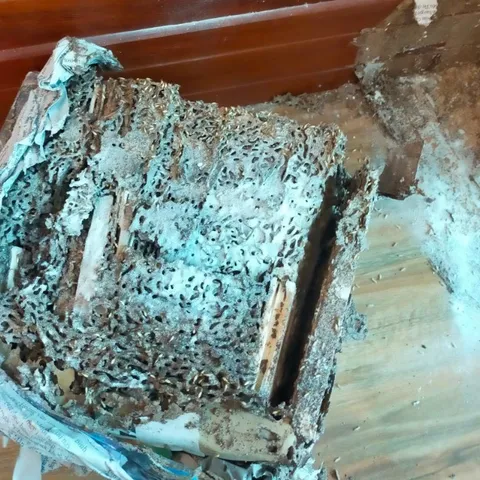Hộp nhử mối, bên trong có chứa gỗ tẩm đường thu hút mối, dùng chung với thuốc diệt mối PMC90DP