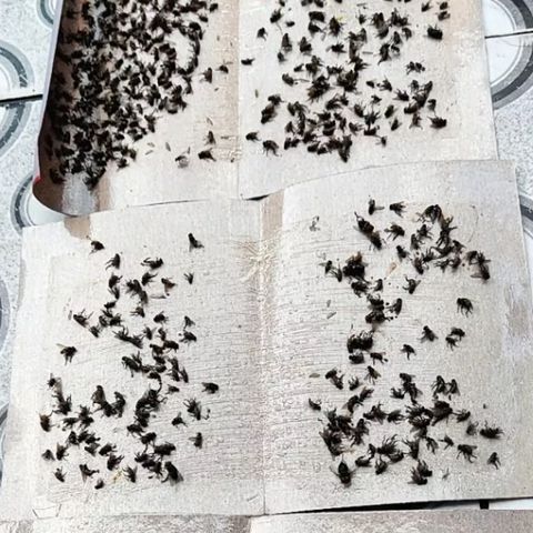 50 miếng keo dính ruồi NAM KIỆT, kích thích ruồi nhặng bu vào, chuyên dùng cho nhà hàng, nhà ở...