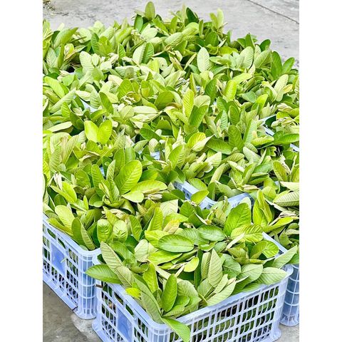 TRÀ BÚP ỔI GIẢM CÂN ( hộp 60 túi lọc )