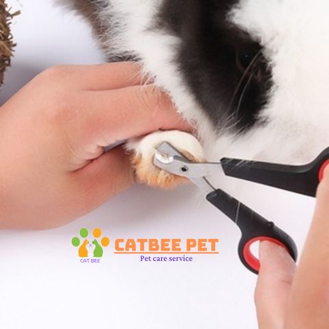 Kéo cắt móng cho chó mèo nhỏ - Cat bee pet - Chăm sóc cắt tỉa móng cho thú cưng