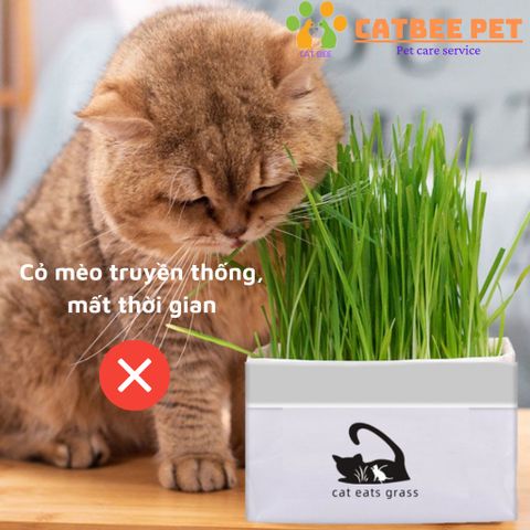 Ống cỏ mèo bạc hà Catnip - cỏ phê mèo, cỏ mèo thư giãn, giảm stress - huấn luyện mèo
