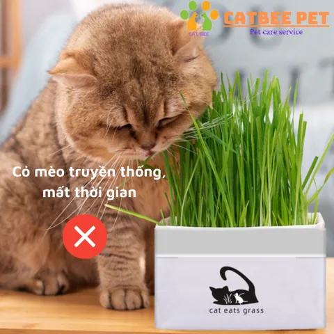 Thanh Cỏ Mèo 30g - Đồ ăn khô cho mèo 6 Que - Giúp tiêu búi lông, sạch và khỏe răng, bổ sung vitamin