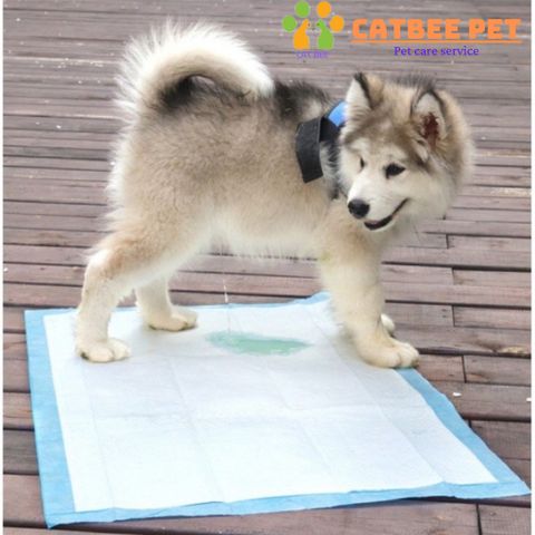 [Combo 30,50,100] Tã Lót Vệ Sinh Cho Chó Mèo - Tã Lót Siêu Thấm Hút Cho Chó Mèo Dog & Cat