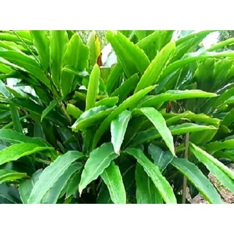 Lá Riềng Tươi 1kg