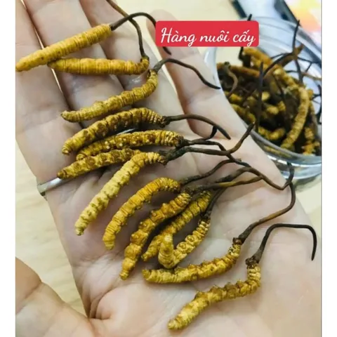 Đông Trùng Hạ Thảo Tây Tạng Nguyên Con Ống 5 con / 1gam