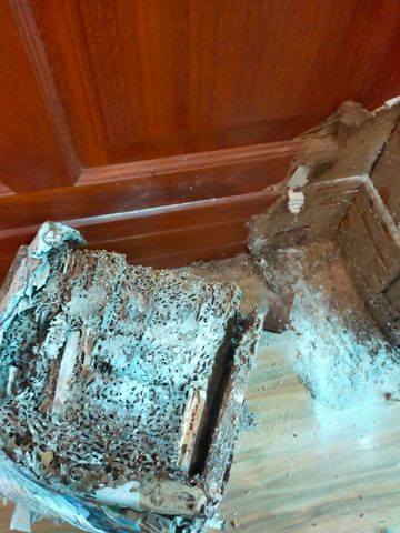 Combo diệt mối tận gốc tự làm gồm 1 chai PMC90DP và 2 hộp nhử mối